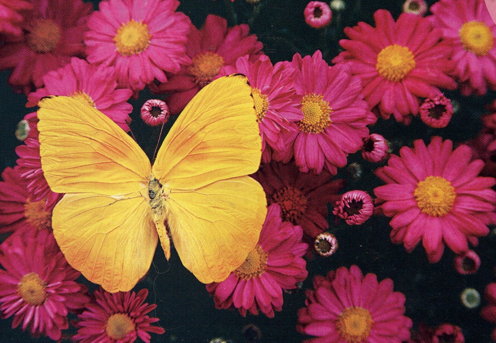 elna ward