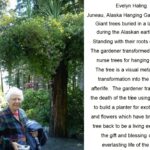 evelyn haling Gallery